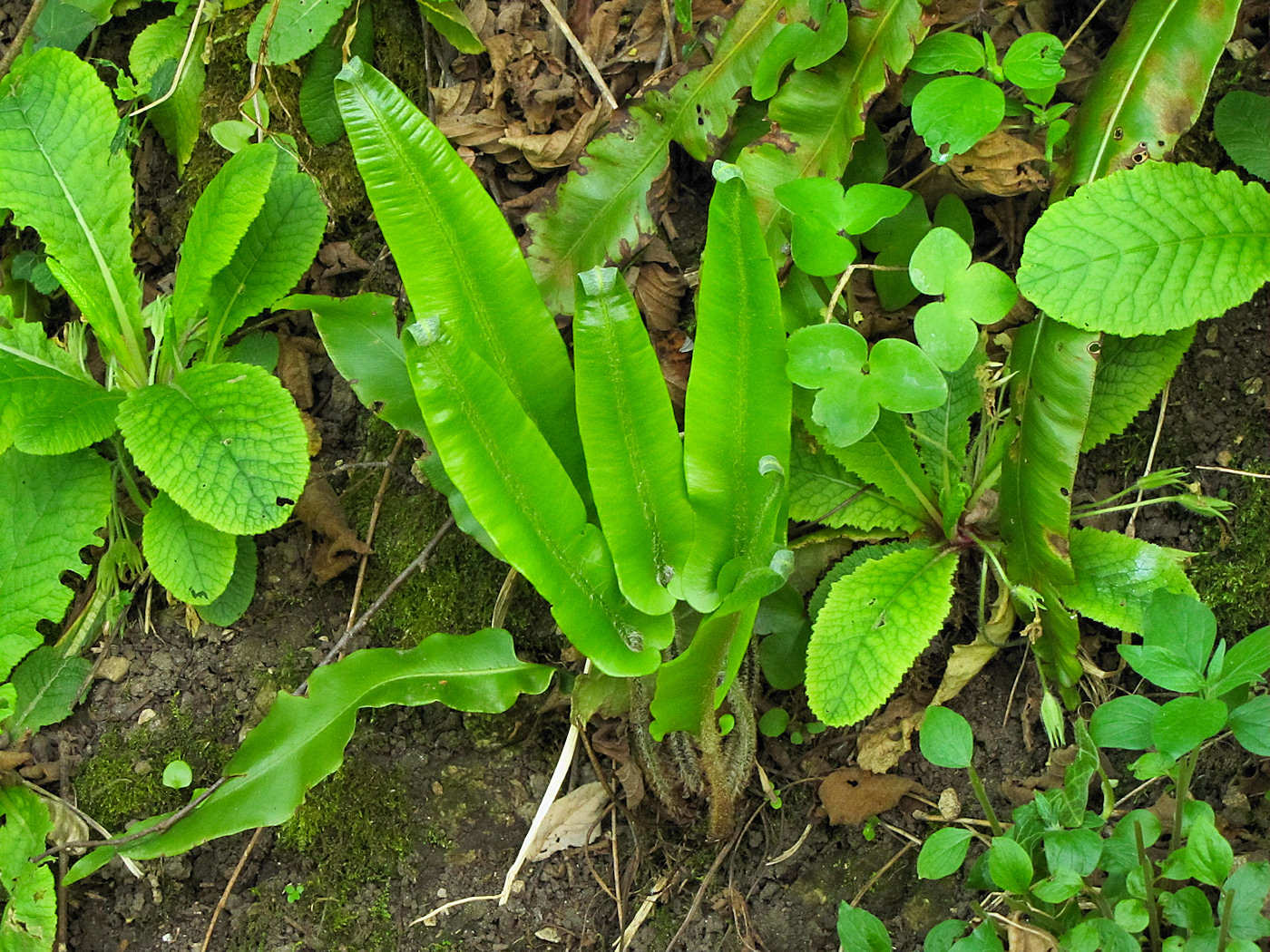 Phyllitis scolopendrium